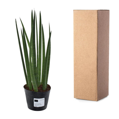 Sansevieria cylindrica 'Bacularis' – pflegeleichte Zimmerpflanze 38 cm