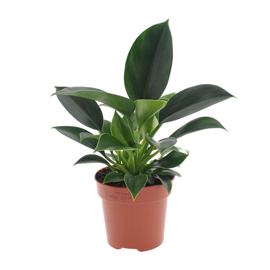 Philodendron Green Princess – Pflegeleichte Zimmerpflanze Ø12cm