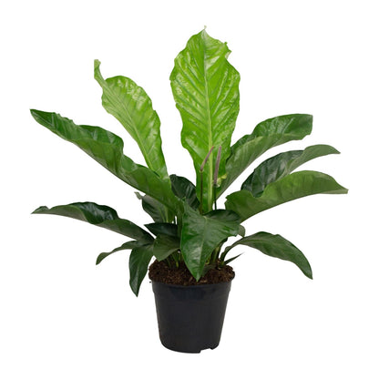Anthurium KARMA Botanical – Elegante Zimmerpflanze Ø30cm
