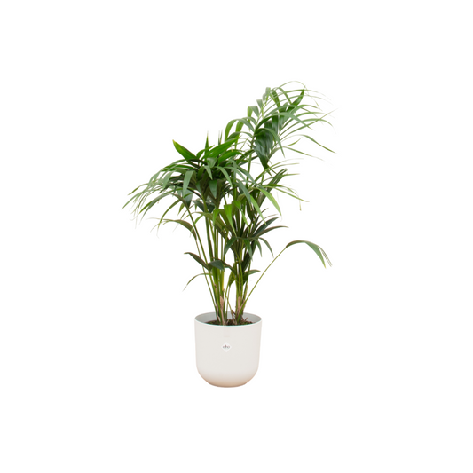 Kentia-Palme im Elho Jazz Round Topf Ø26 cm, 130 cm
