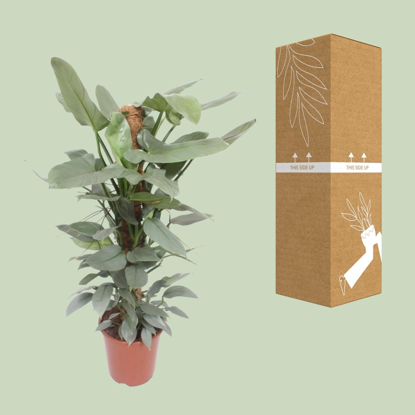 Philodendron Hastatum – Tropische Zimmerpflanze Ø27cm
