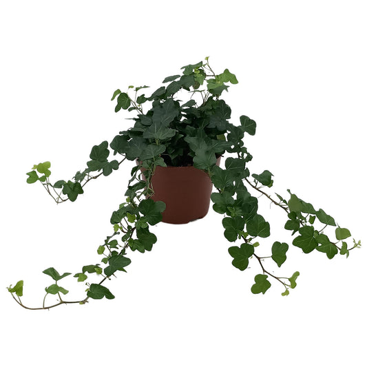 Hedera Helix 'Wonder' – Pflegeleichte Efeupflanze Ø13cm