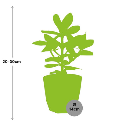 Clusia Princess – Luftreinigende Zimmerpflanze in 14cm Topf