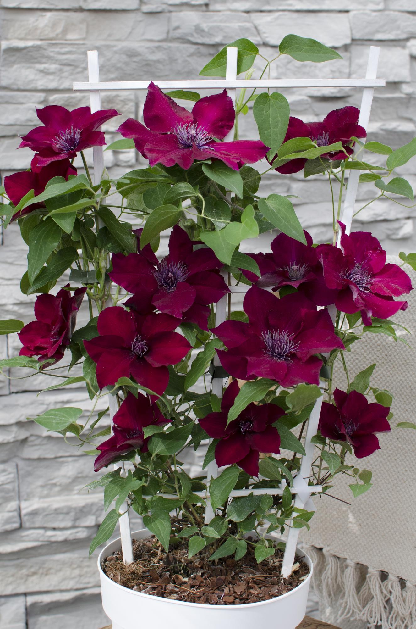 Clematis Nubia – Rote Kletterpflanze für Balkon & Garten