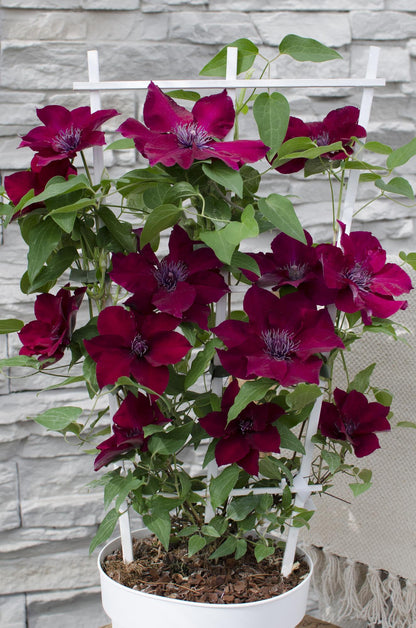 Clematis Nubia – Rote Kletterpflanze für Balkon & Garten