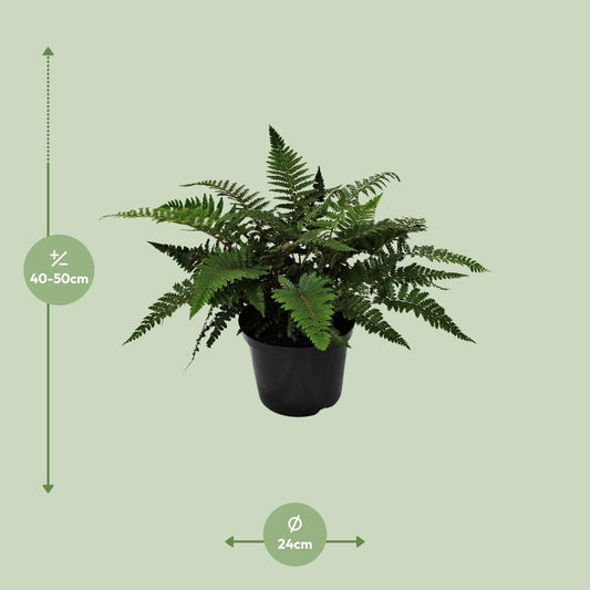 Polystichum Polyblepharum Jade – Stechender Wurmfarn Ø24cm