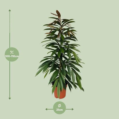 Ficus Amstel King – Pflegeleichte Zimmerpflanze 95 cm