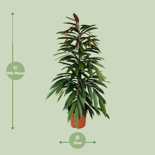 Ficus Amstel King – Pflegeleichte Zimmerpflanze 95 cm