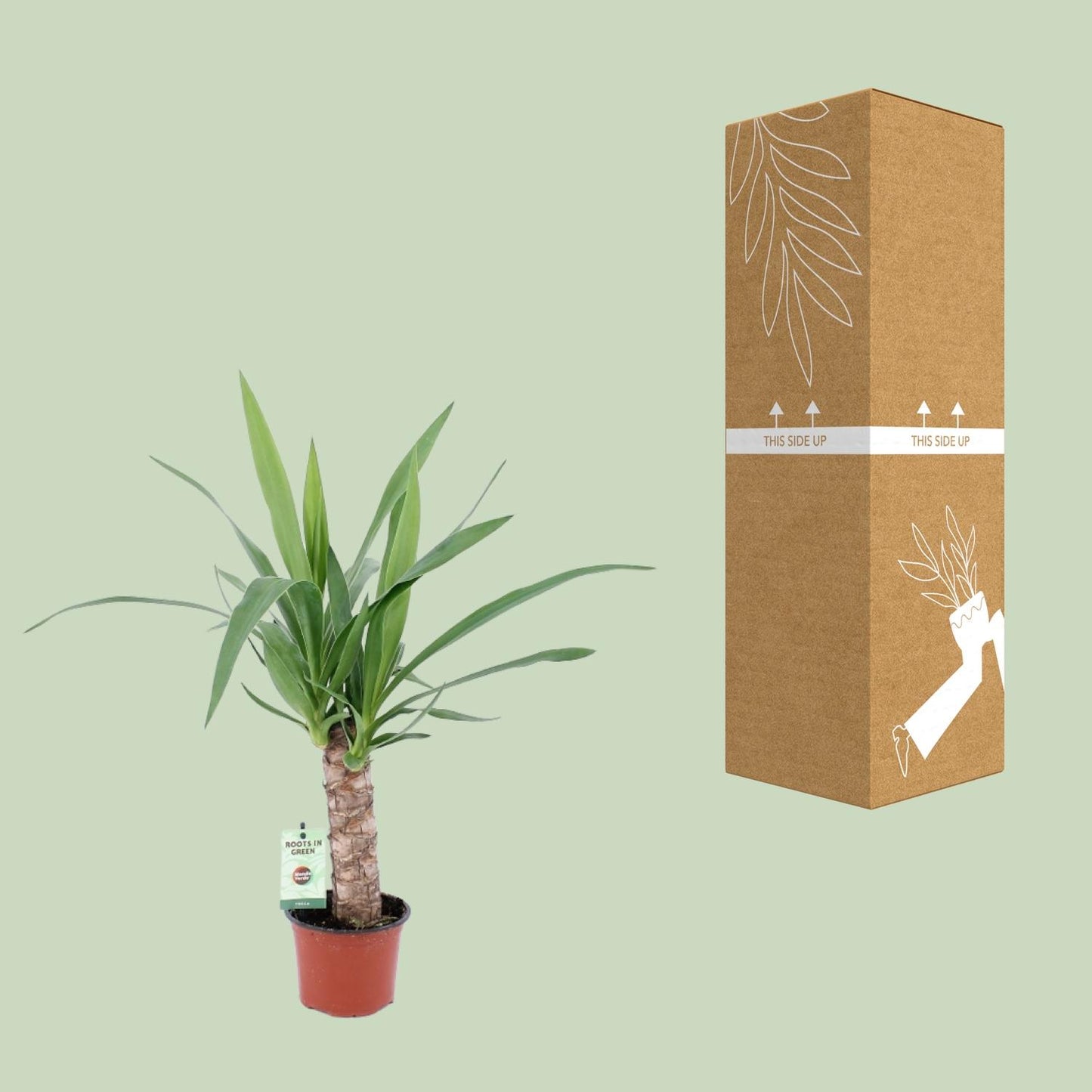 Yucca-Pflanze Ø12cm, ca. 50cm hoch – pflegeleicht & elegant