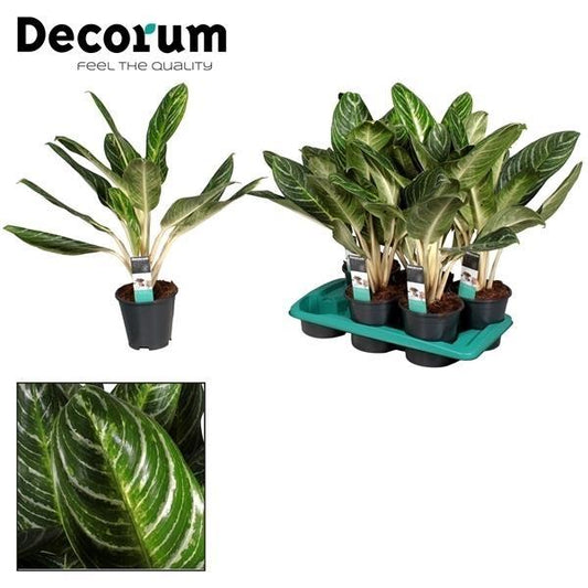 Aglaonema Keylime – Pflegeleichte Zimmerpflanze Ø17cm