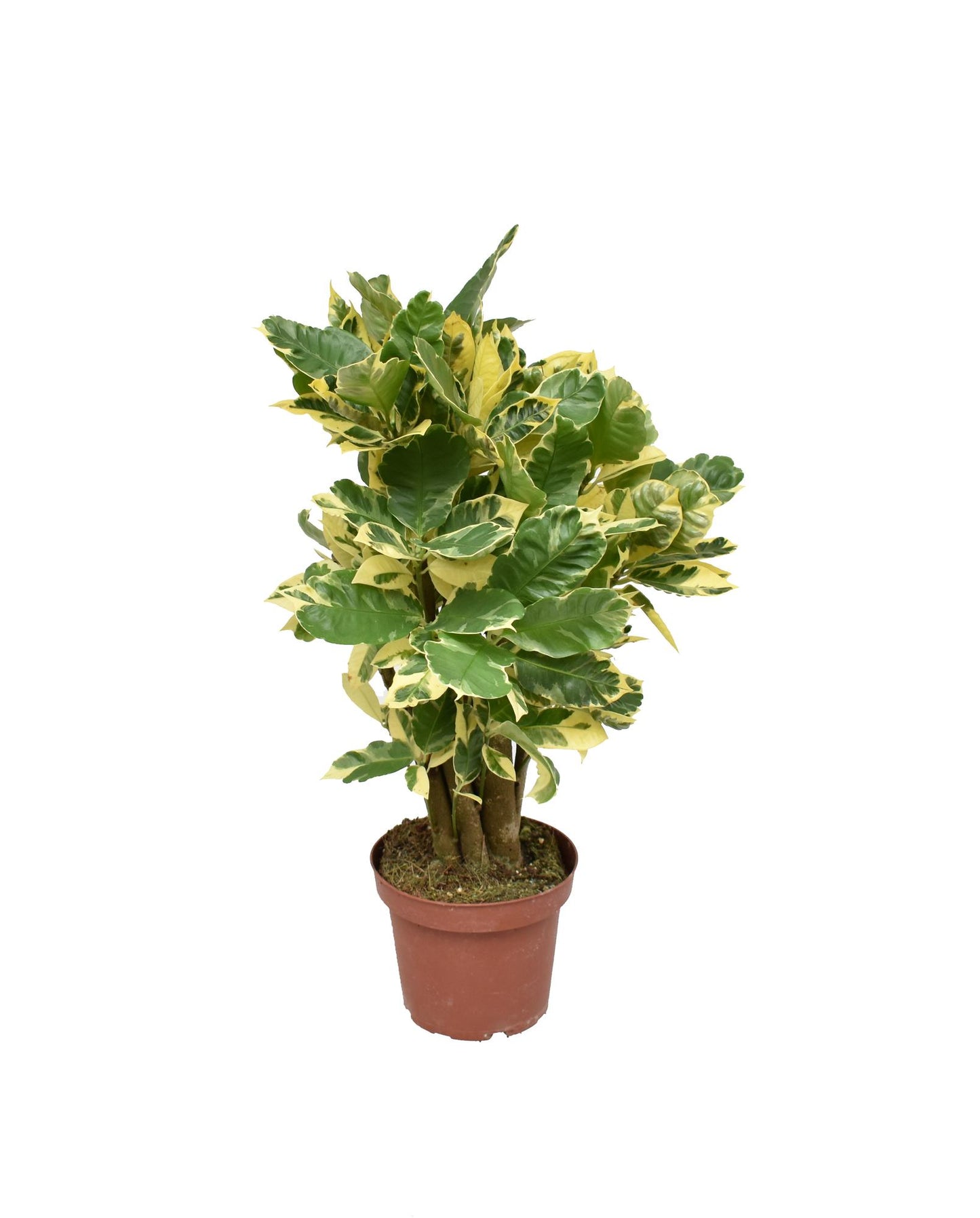 Croton Eberneum – Bunte, pflegeleichte Zimmerpflanze Ø14cm