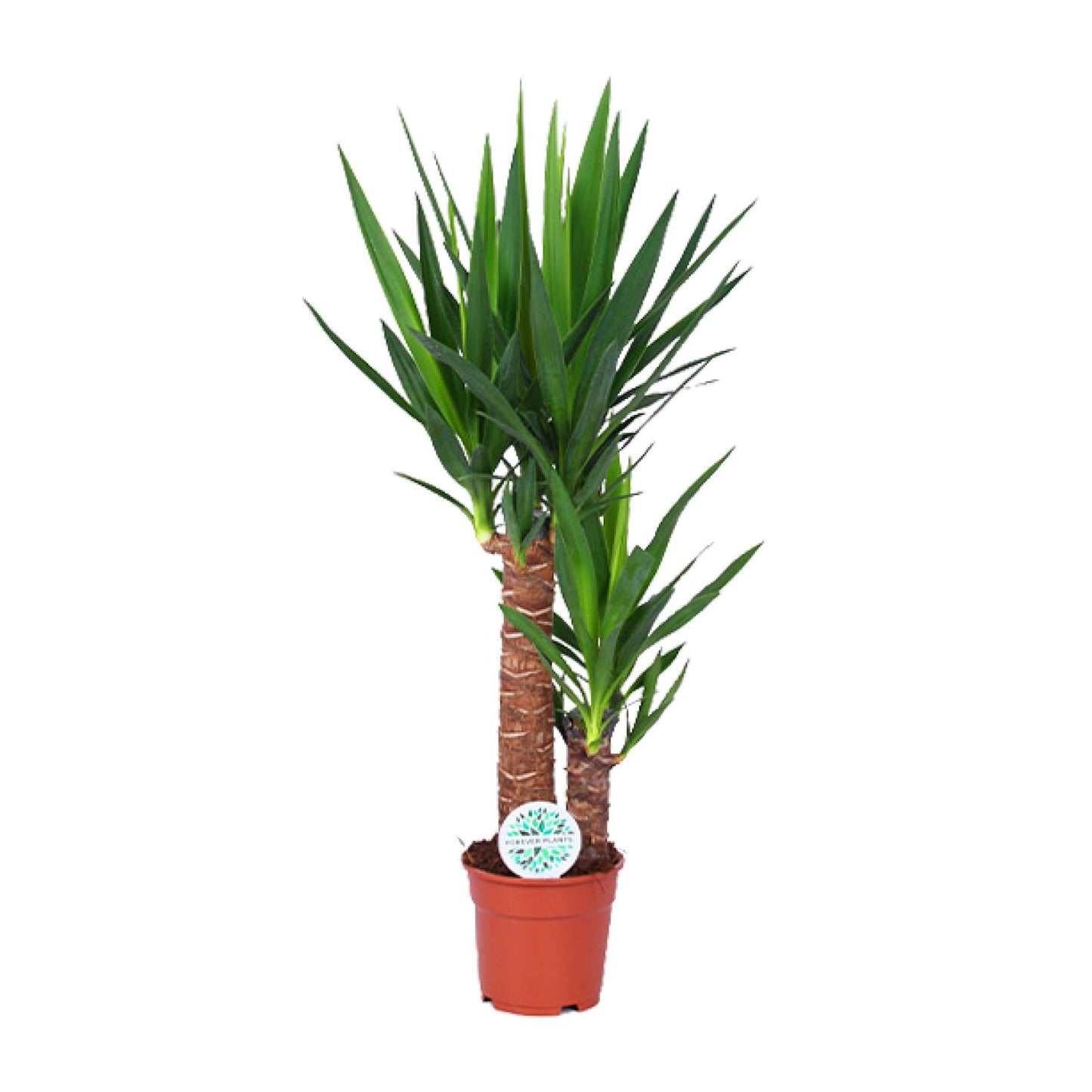 Yucca – Pflegeleichte, luftreinigende Zimmerpflanze Ø17cm, 80cm hoch
