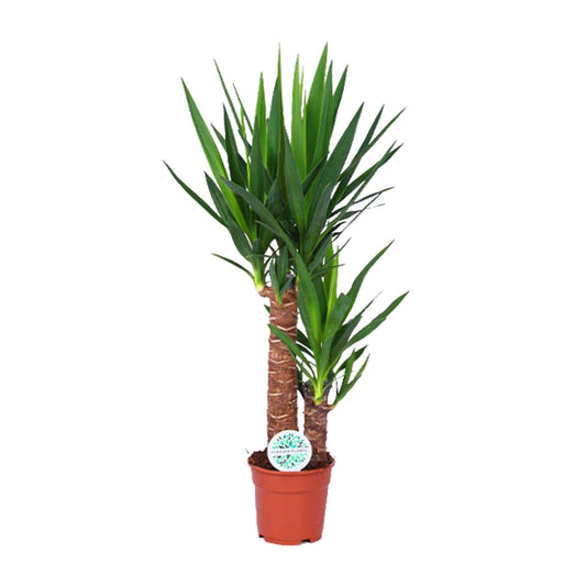 Yucca – Pflegeleichte, luftreinigende Zimmerpflanze Ø17cm, 80cm hoch