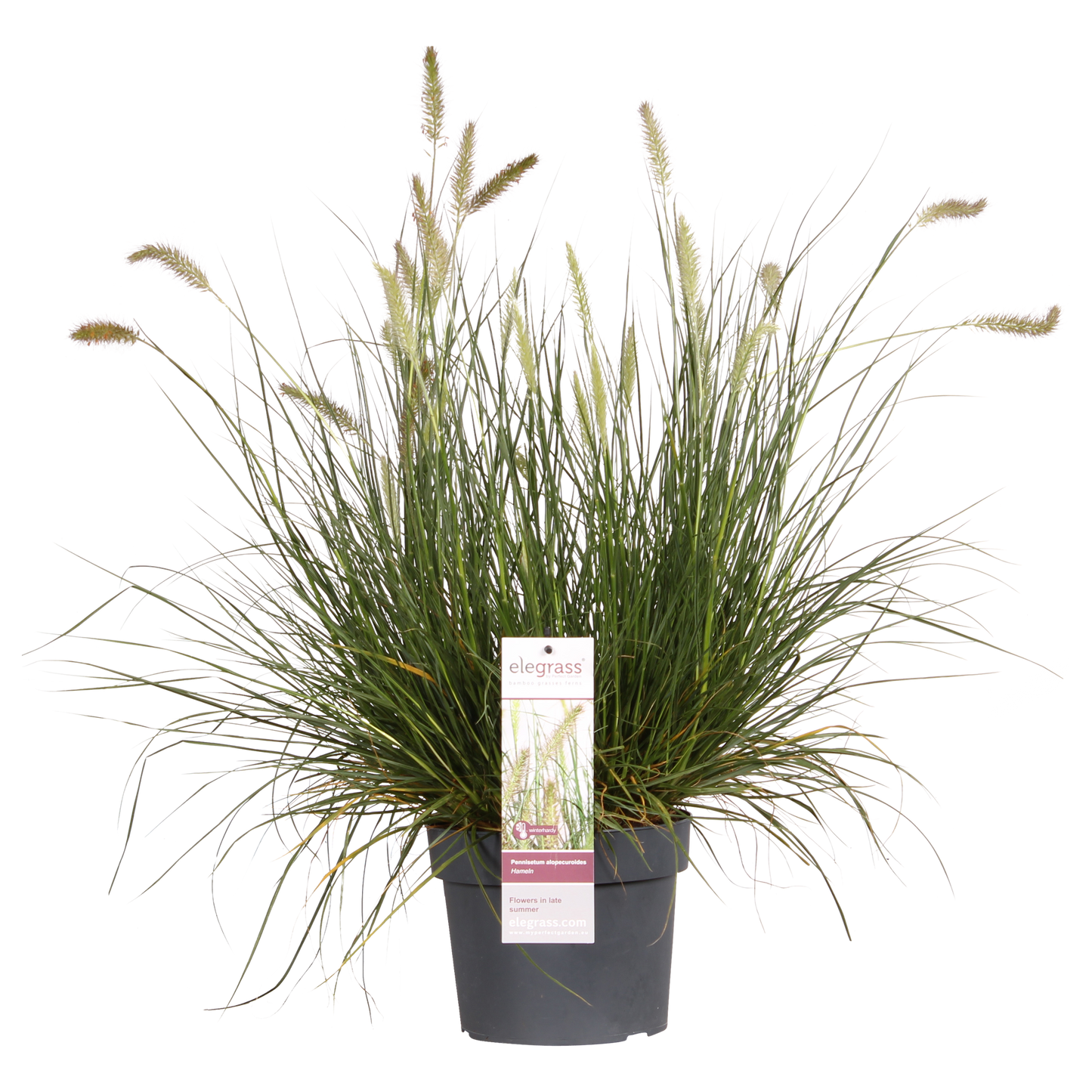 Pennisetum alopecuroides 'Hameln' – Kompaktes Lampenpolgras Ø19cm