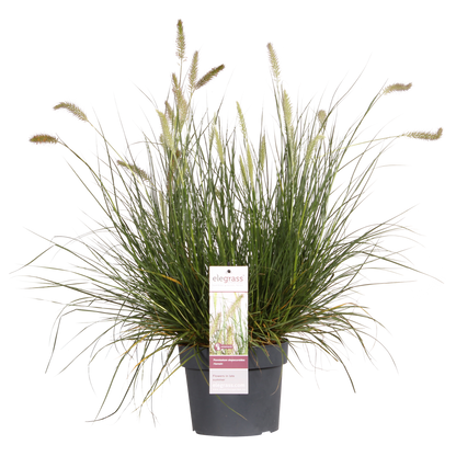 Pennisetum alopecuroides 'Hameln' – Kompaktes Lampenpolgras Ø19cm
