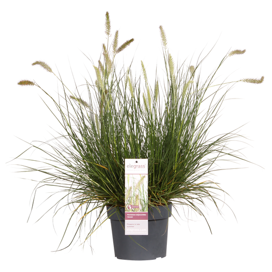Pennisetum alopecuroides 'Hameln' – Kompaktes Lampenpolgras Ø19cm