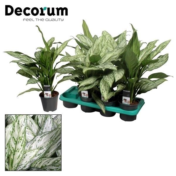 Aglaonema Silver Queen – Pflegeleichte Trendpflanze Ø14cm