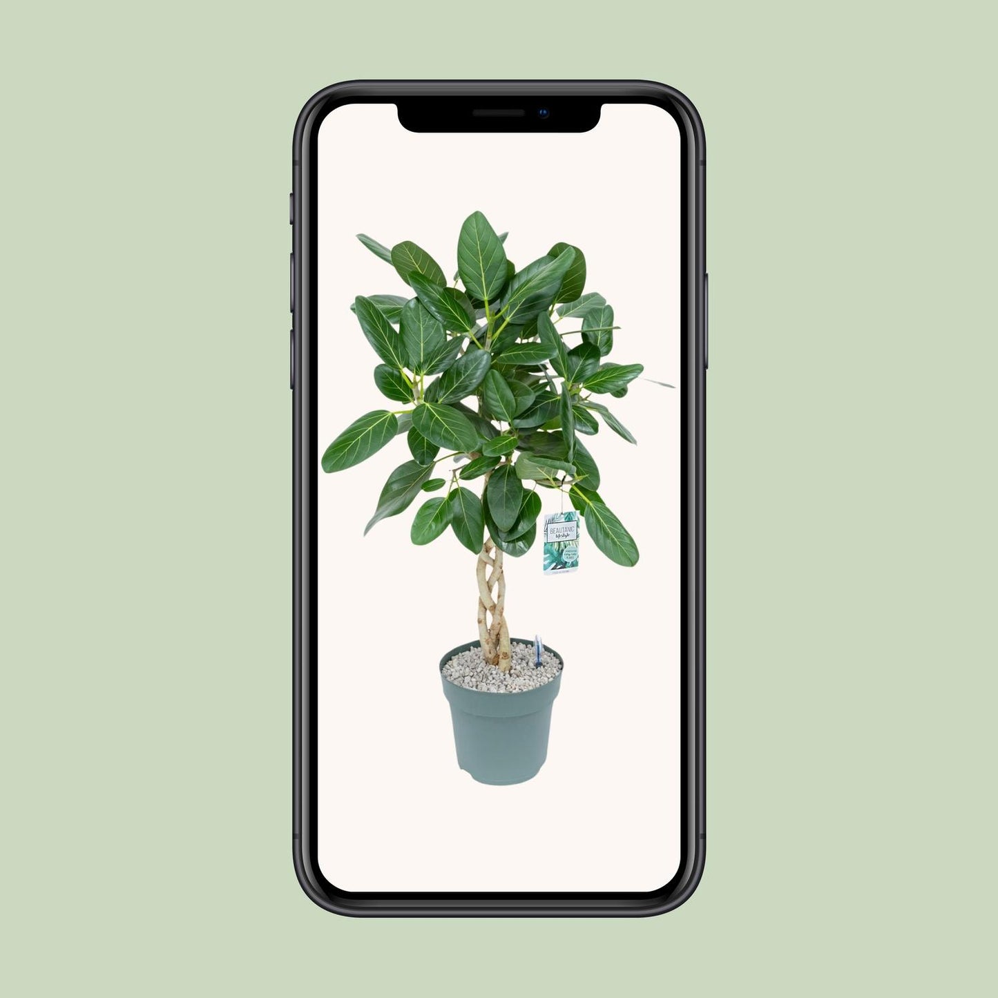 Ficus Altissima Ø27cm – Luftreinigende & Pflegeleichte Zimmerpflanze