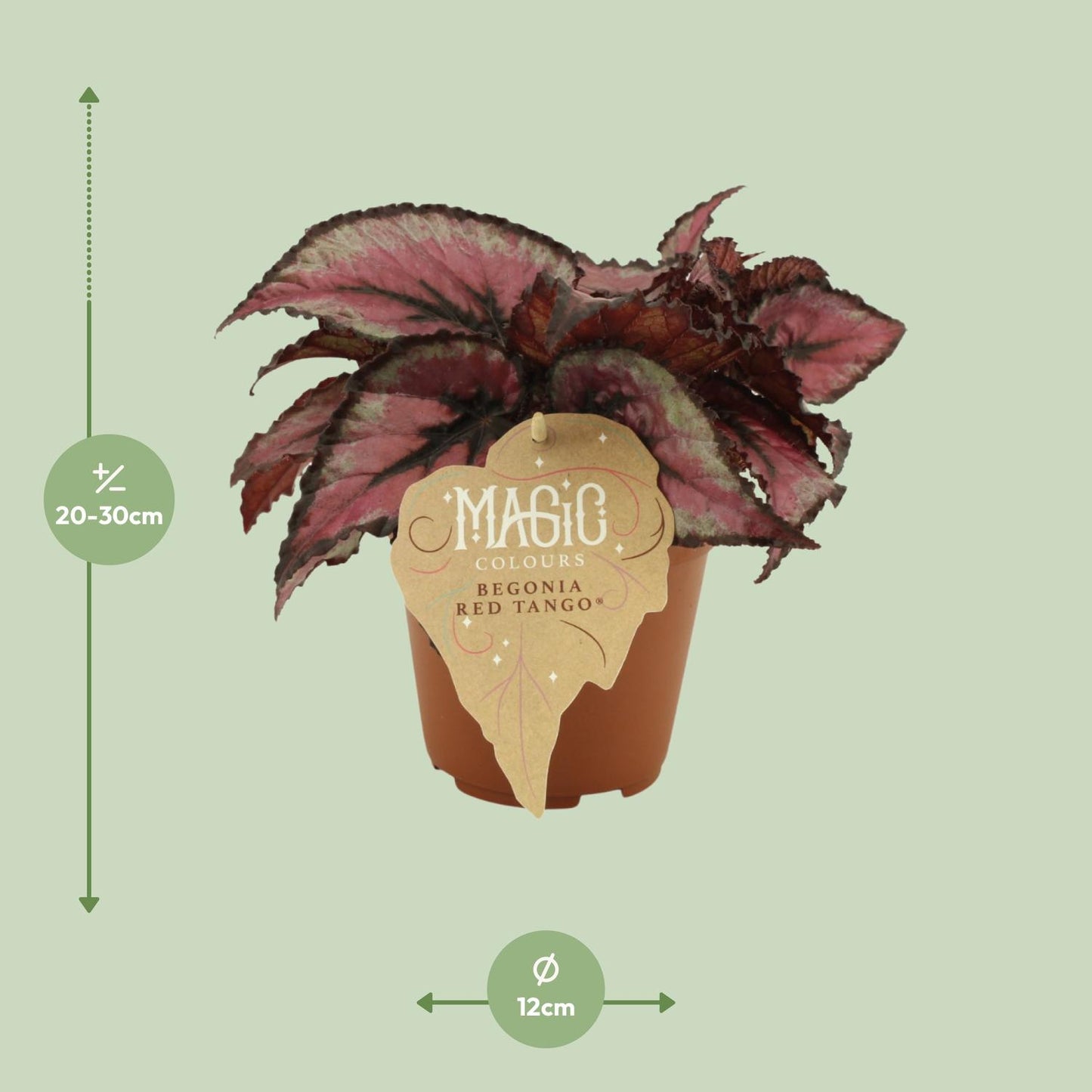 Begonia Rex Red Tango – Bunte pflegeleichte Zimmerbegonie Ø12 cm