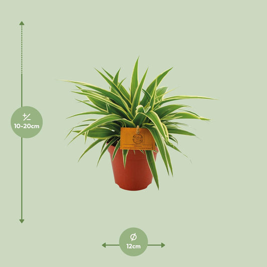 Chlorophytum Ocean – pflegeleichte Grünlilie Ø12cm