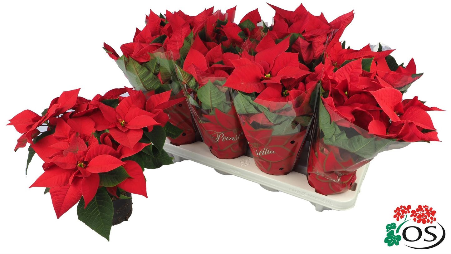 Euphorbia Mars Red Vertakt – Pflegeleichte Zimmerpflanze Ø10,5cm