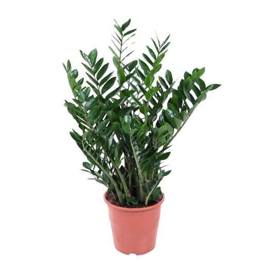 Zamioculcas Zamiifolia – Pflegeleichte Zimmerpflanze 100 cm