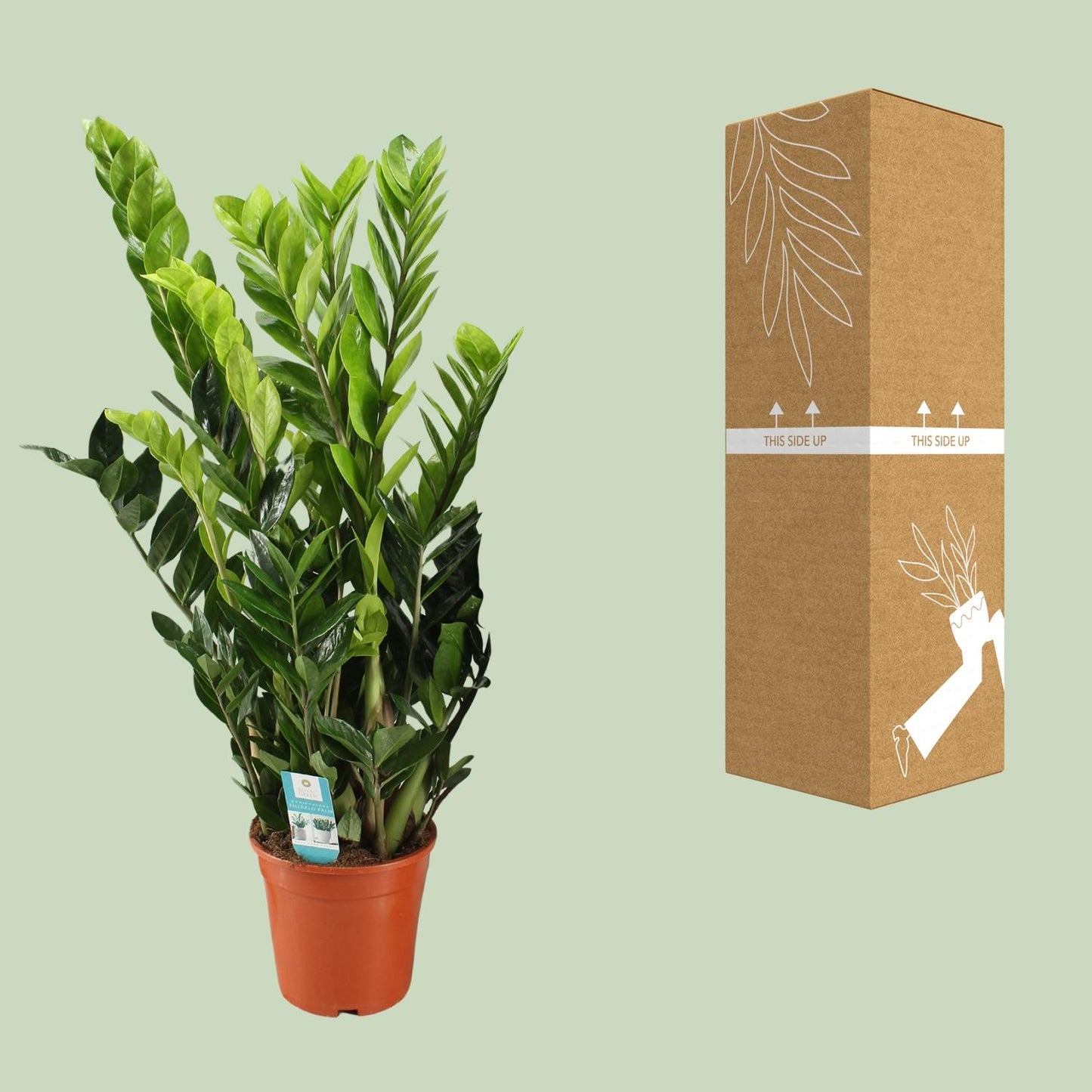 Zamioculcas Zamiifolia – Pflegeleichte Zimmerpflanze Ø21cm