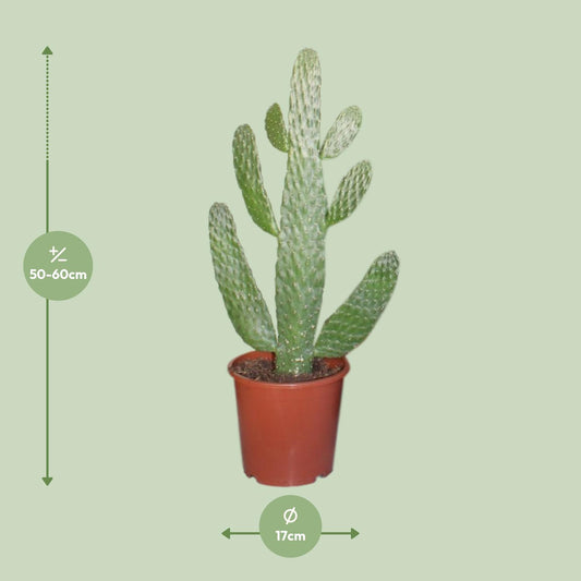 Opuntia Consolea Kaktus – Pflegeleichte Zimmerpflanze Ø17cm