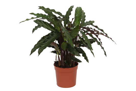 Calathea Elgergrass – Pflegeleichte Zimmerpflanze 35 cm