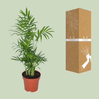 Zwerg-Bergpalme – pflegeleichte Zimmerpflanze Ø12cm, 50cm hoch