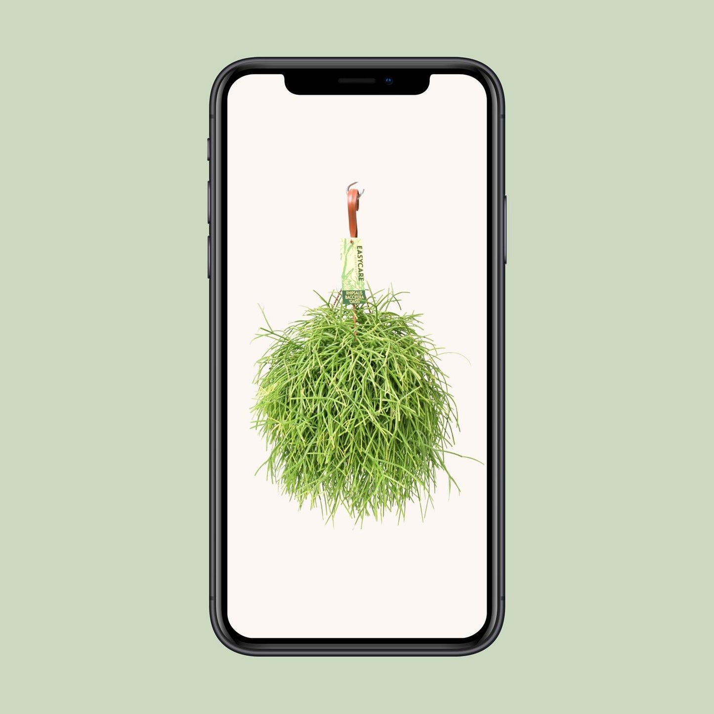 Rhipsalis Baccifera Oasis – Pflegeleichte Zimmerpflanze Ø17 cm