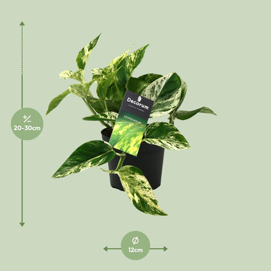 Scindapsus Marble Queen Ø12cm – Pflegeleichte Zimmerpflanze