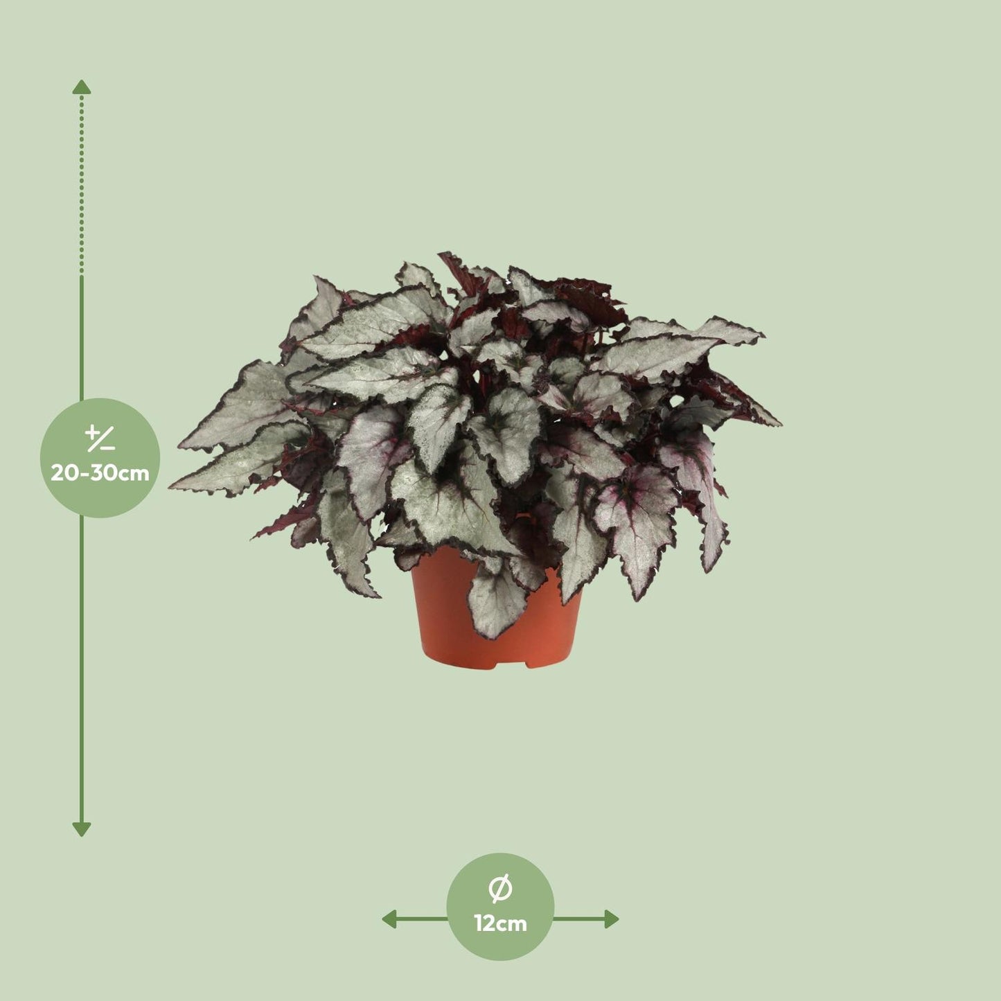Begonia Rex Coco – Bunte, pflegeleichte Zimmerpflanze Ø12cm