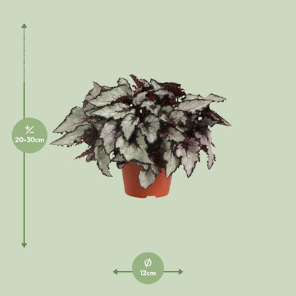 Begonia Rex Coco – Bunte, pflegeleichte Zimmerpflanze Ø12cm