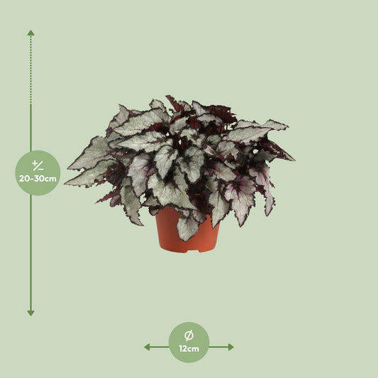 Begonia Rex Coco – Bunte, pflegeleichte Zimmerpflanze Ø12cm