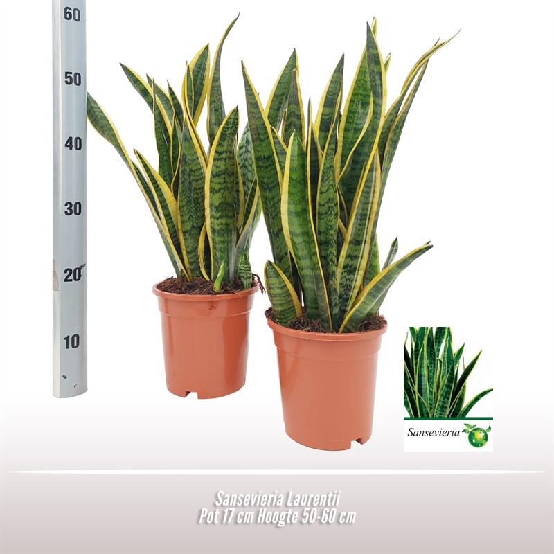 Sansevieria Laurentii – Pflegeleichte Luftreiniger-Pflanze Ø17 cm