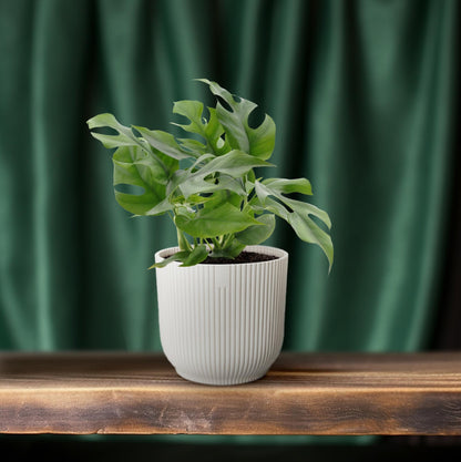 Monstera Minima Ø12cm – Pflegeleichte Zimmerpflanze
