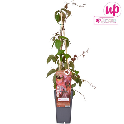 Parthenocissus tricuspidata 'Veitch Boskoop' – Robuster Kletterwein