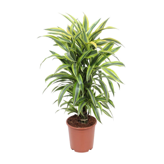 Dracaena Fragrans Lemon Lime – Pflegeleichter Drachenbaum Ø24cm