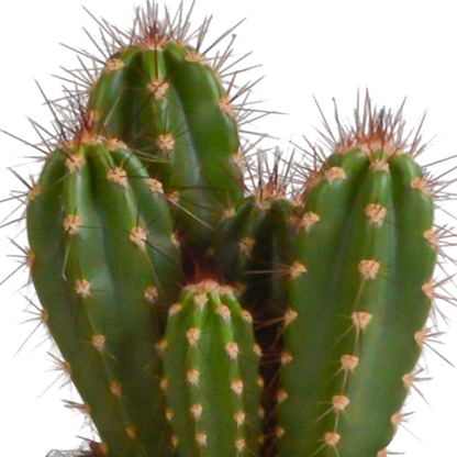 Cereus 3er Set im weißen Topf 10,5 cm – Pflegeleicht & Robust