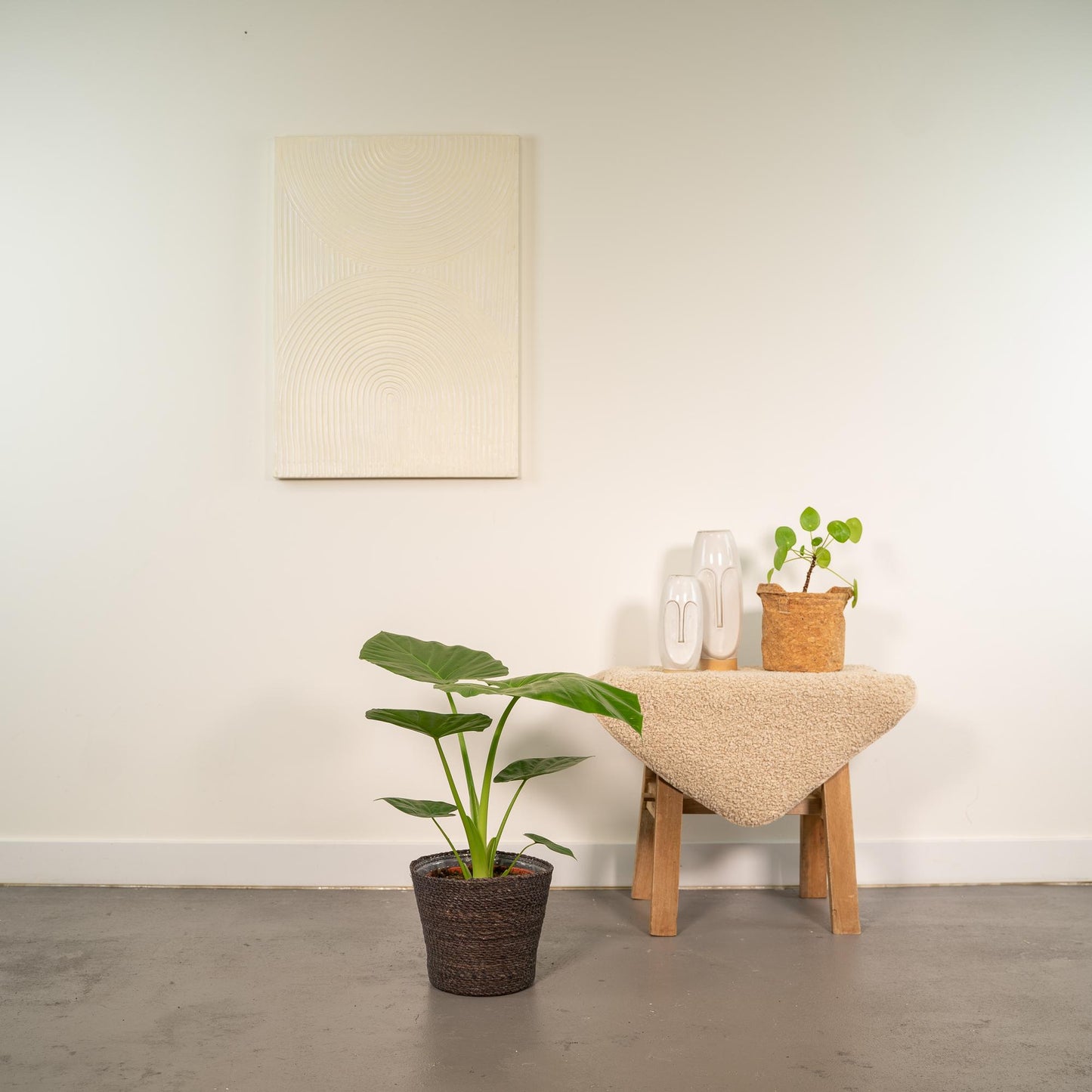 Alocasia Macrorrhiza mit Korb Ø19cm, ca. 70cm hoch