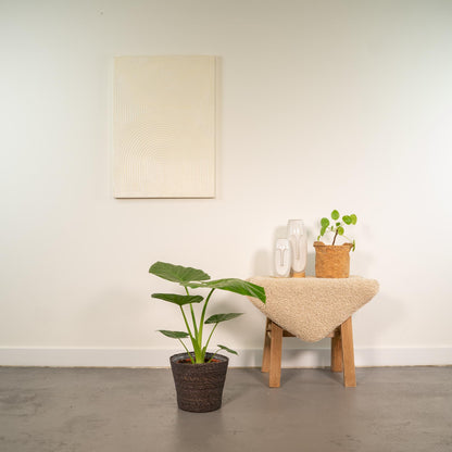 Alocasia Macrorrhiza mit Korb Ø19cm, ca. 70cm hoch