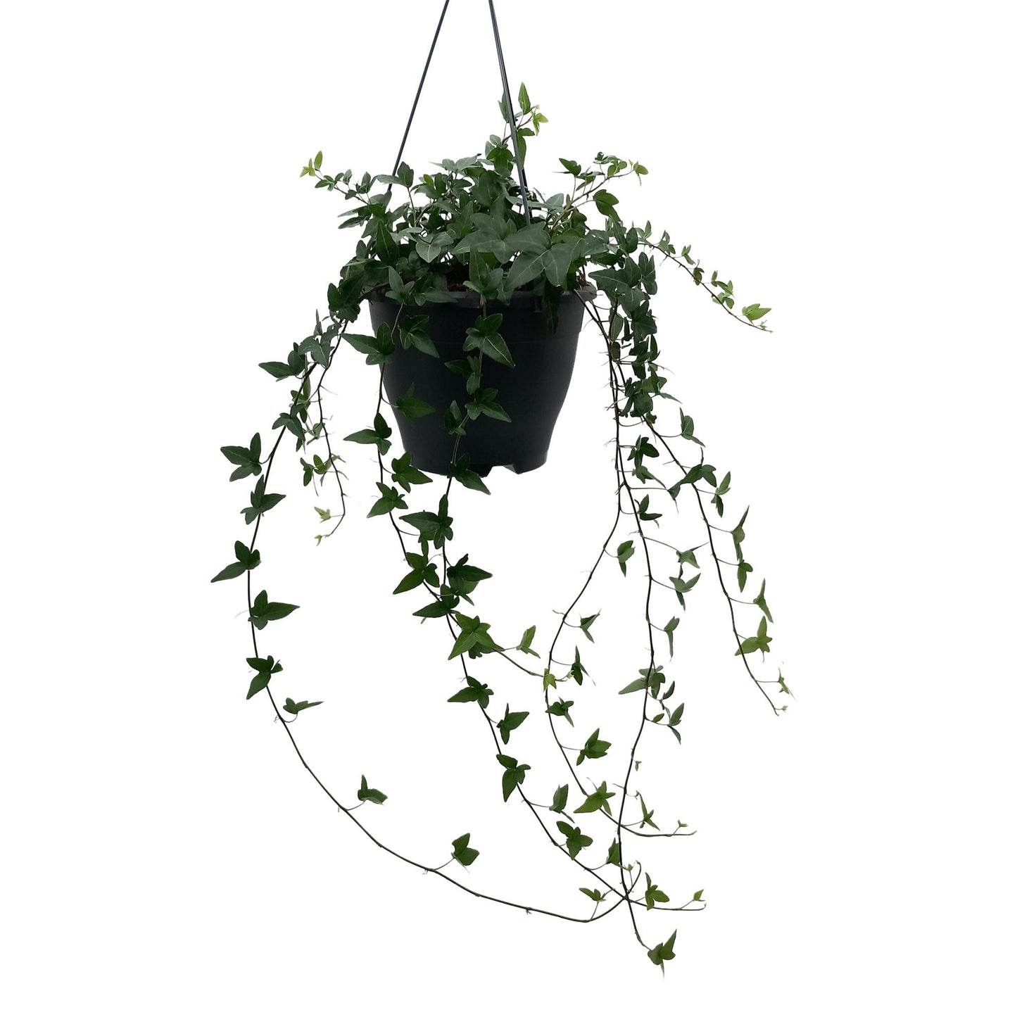 Hedera Helix Green – Pflegeleichte Efeupflanze Ø19cm