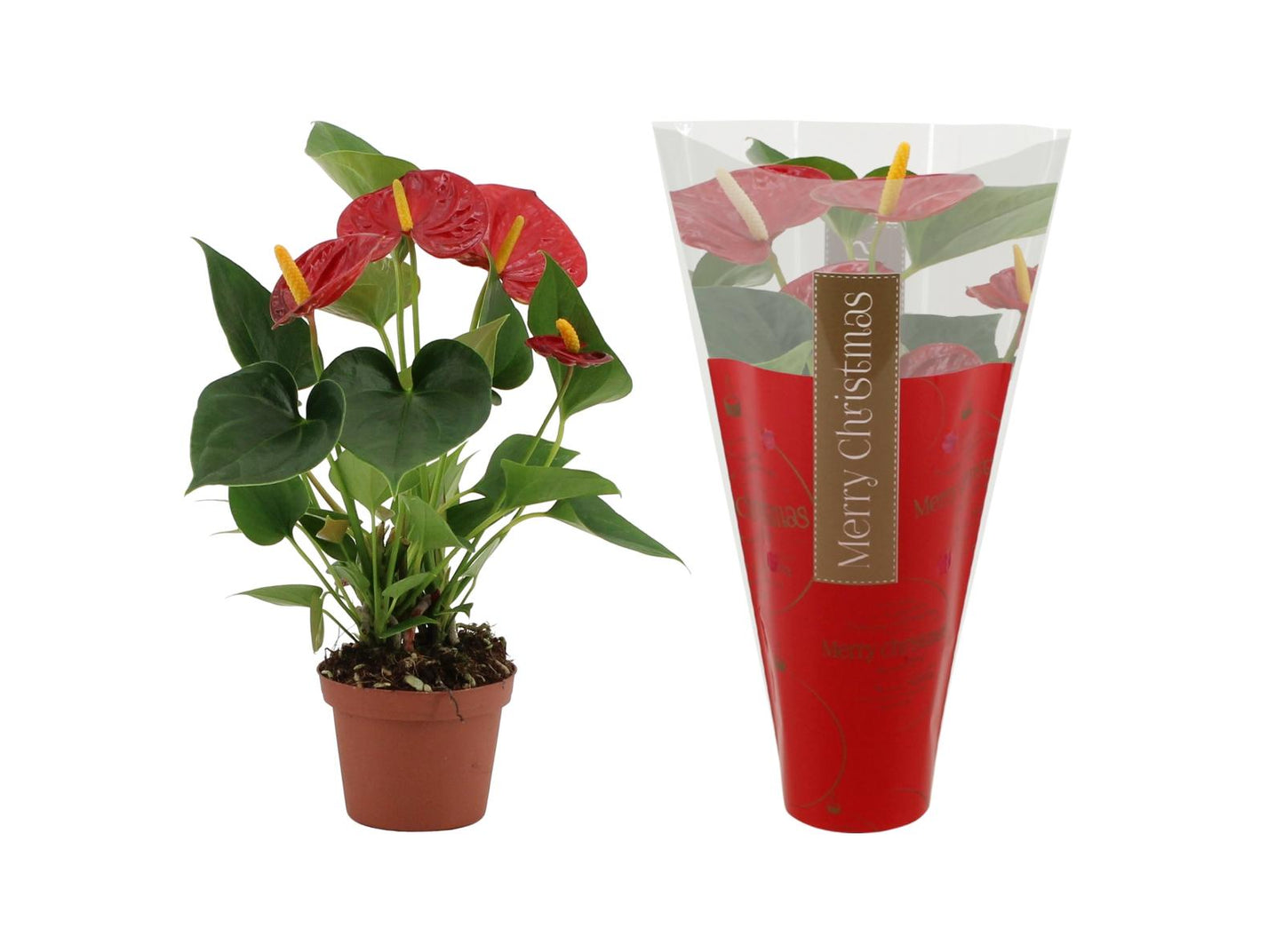Anthurie Diamond Red – Pflegeleichte Zimmerpflanze Ø9cm