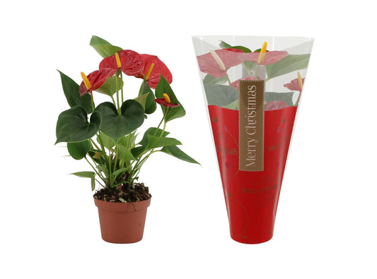 Anthurie Diamond Red – Pflegeleichte Zimmerpflanze Ø9cm