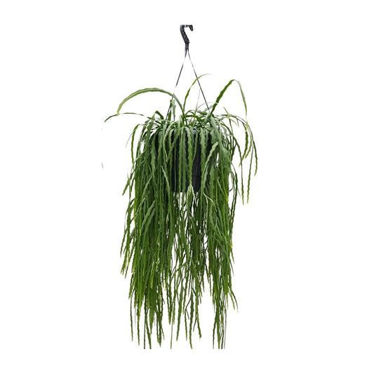 Lepismium Asuntapatense – Exotischer, pflegeleichter Zimmerkaktus 70cm