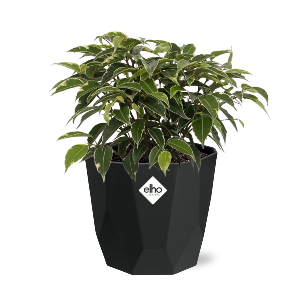 Ficus Benjamina Kinky – Pflegeleichte luftreinigende Zimmerpflanze