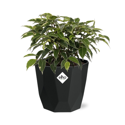 Ficus Benjamina Kinky – Pflegeleichte luftreinigende Zimmerpflanze