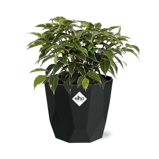 Ficus Benjamina Kinky – Pflegeleichte luftreinigende Zimmerpflanze