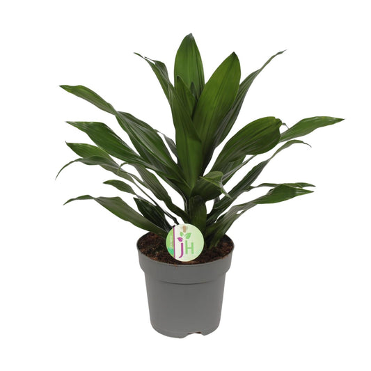 Drachenbaum Grün – Pflegeleichte Zimmerpflanze Ø17cm, 40cm